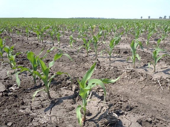 Photo showing Western bean cutworm adult feeding on corn cob.