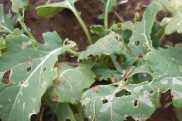 Plant damage from diamondback moth larval feeding.