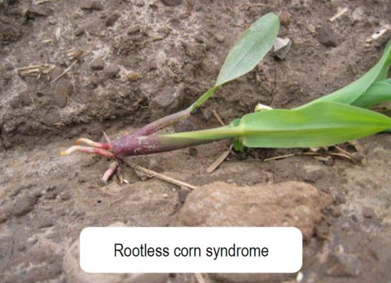 rootless corn syndrome