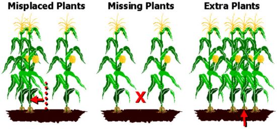 non-uniform corn spacing