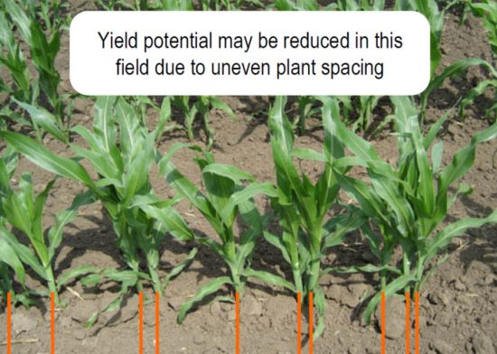 uneven corn spacing