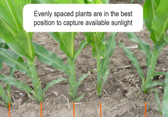 corn spacing