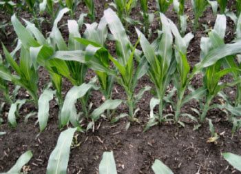 Corn row plant spacing