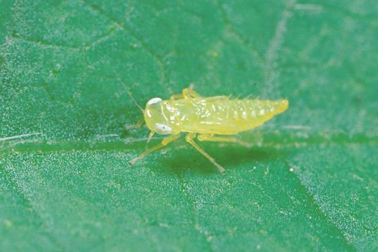 Adult potato leafhoppers are yellowish, lime-green, wedge-shaped insects about 1/8 inch long.