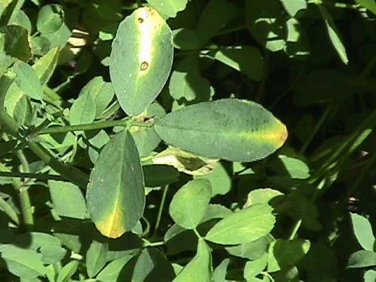 Alfalfa plant leaves showing wounds from potato leafhopper feeding.