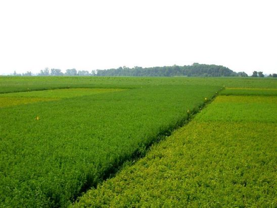 Alfalfa potato leafhopper-resistant variety on left, non-resistant variety on the right.
