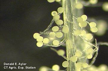 Pollen attached to silk trichomes.