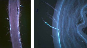 Pollen tubes growing along corn silk vascular tissue.