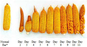 Mature corn ears during 12 days of pollination.