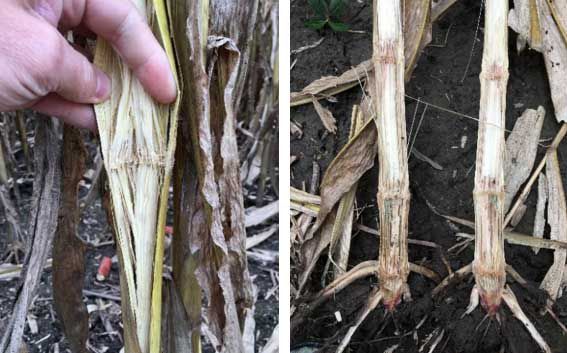 Photo showing a Pioneer hybrid plot in 2018 in which poor stalk quality was associated with below average solar radiation throughout the grain fill period.