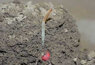 Photo: Corn plant coleoptile injury from freezing temperatures.