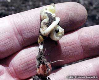 Photo: Corn plant seedling injury - Cold-temperature induced 'corkscrew' damage symptoms.
