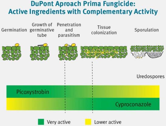Dual mode of action in DuPont Aproach Prima fungicide: picoxystrobin provides early disease protection, while cyproconazole provides post-infection control and extended residual activity.