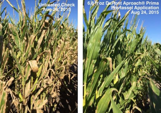 Field trial comparing DuPont Aproach Prima fungicide pretassel applications in corn to untreated corn with high NCLB pressure.