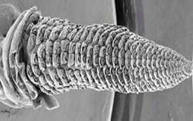 Development of the primary corn ear.