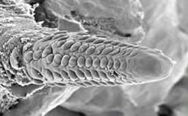 Development of the primary corn ear, node 14.