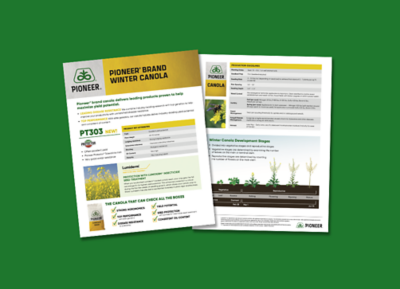 Front image and back image of winter canola flyer.