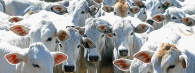 Programas de melhoramento genético: o serviço especializado para o criador