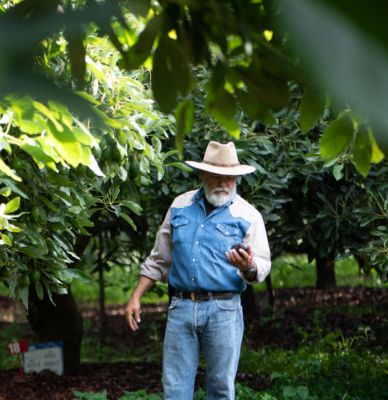 Aguacatero protegiendo su cultivo 