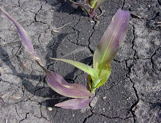 Corn seedling showing purple color due to phosphorus deficiency.