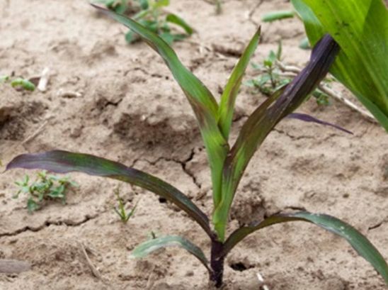 Seedling with purple color caused by cool spring conditions.