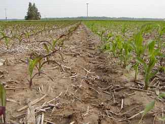 Purple corn as a result of genetic tendency for this trait.