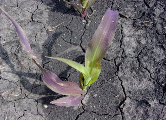 Corn seedling showing purple color due to phosphorus deficiency.