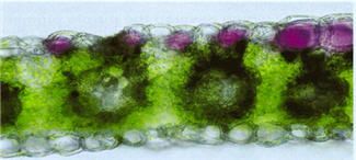 This cross section of corn leaf tissue illustrates the accumulation of anthocyanin pigments. The purple pigmentation is produced in the top layer of cells and does not affect the chlorophyll content in the plant.