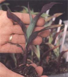 Purpling does not affect stand, growth, or yield.