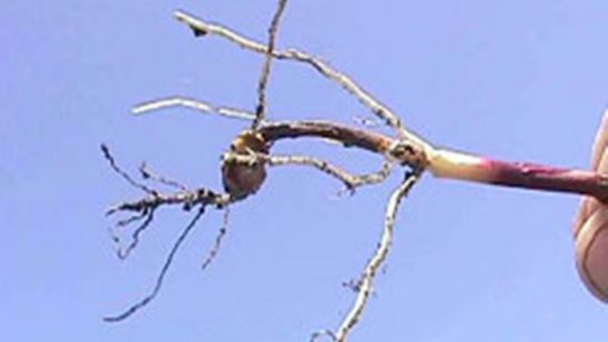 Seedling with pyhthium