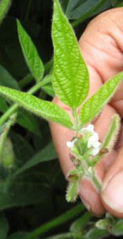 R2 Soybean Stage: Full Flowering