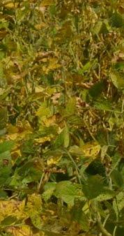 R7 Soybean Stage: Beginning Maturity