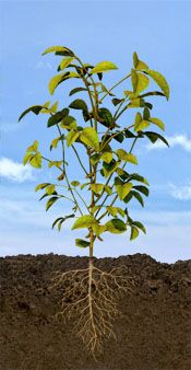 R8 Soybean Stage: Full Maturity