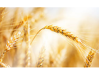 Céréales : Comment l’évolution du climat a impacté la récolte 2021