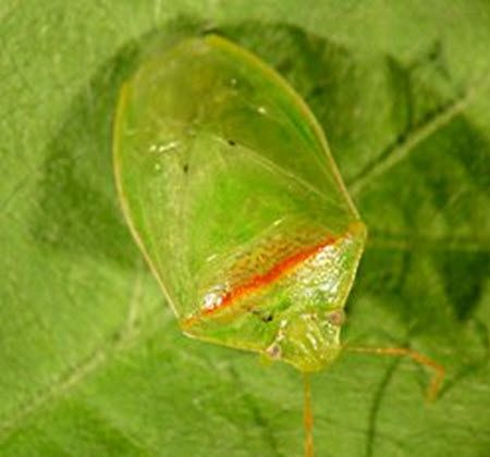 Redbanded stink bug