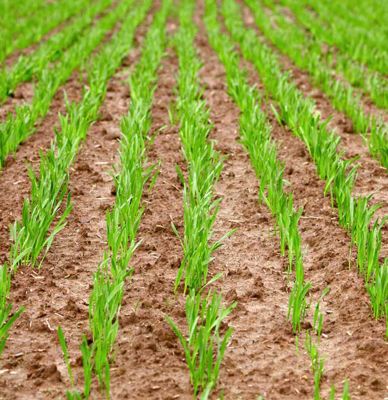 N'oubliez pas le relais de printemps