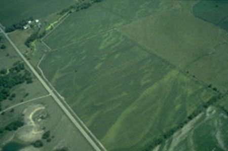 Aerial view of corn field showing areas of severe N deficiency due to excessive rainfall and leaching of nitrogen.