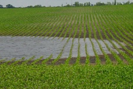 Ponding in corn field.