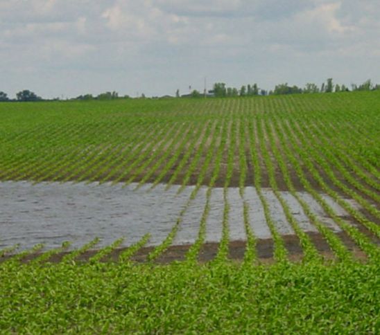 Partly flooded field