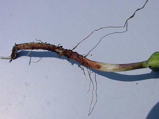 This is a photo showing reddish-brown lesion on soybean hypocotyl near the soil line, a symptom of Rhizoctonia infection.