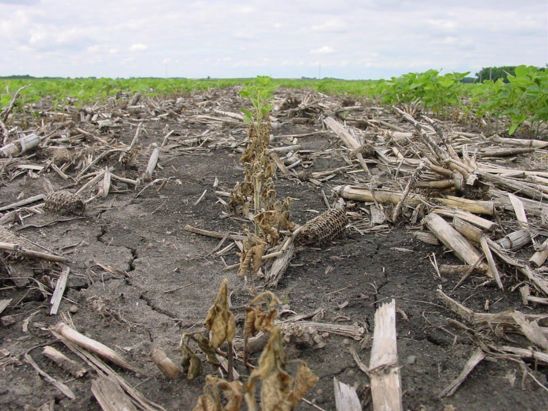 This is a photo showiing soybean stand loss due to Rhizoctonia infection. Microenvironments favorable for disease development may lead to losses in patches of rows.