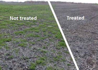 Comparison of treated and non-treated field. Controlling winter annual weeds results in a cleaner seedbed at planting.