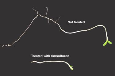 Treated and not-treated seed embryos.