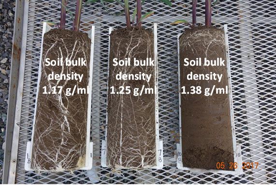 Photo: Root growth of corn plants (V5 growth stage) growing in soil compacted to different bulk densities before corn seeds were planted.