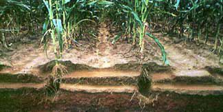 Examining below ground root growth and soil characteristics will tell if compaction exists.