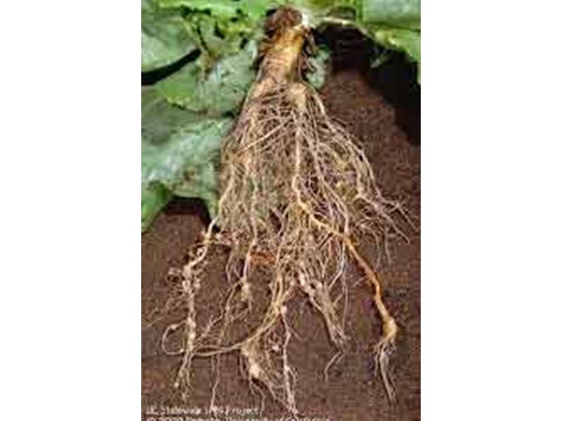 root-knot nematode