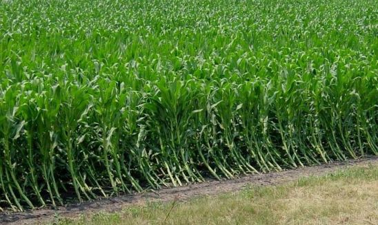 Corn root lodging