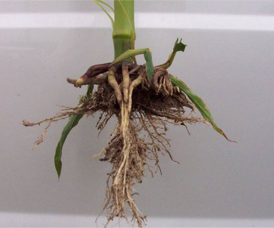 Restricted root growth caused by sidewall compaction at planting
