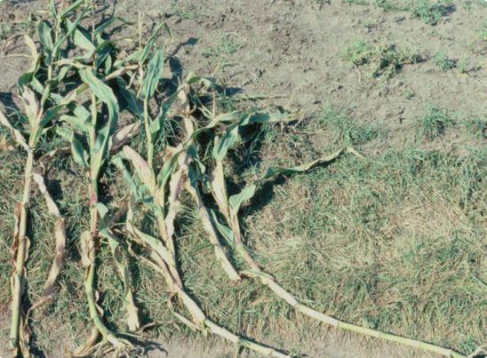 Control (no lodging) and plants with simulated wind lodging at V10