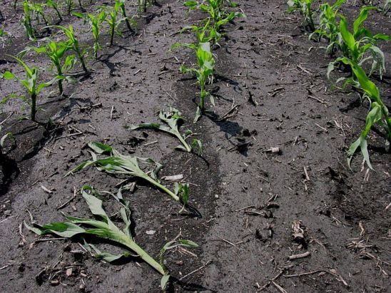 Brittle snap observed at V5 to V8